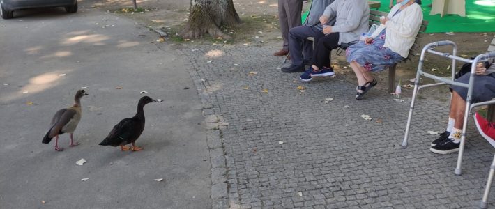 Feira das Colheitas 2022