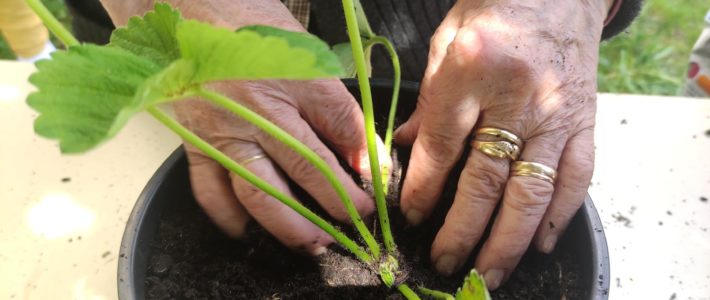 Plantação de morangos